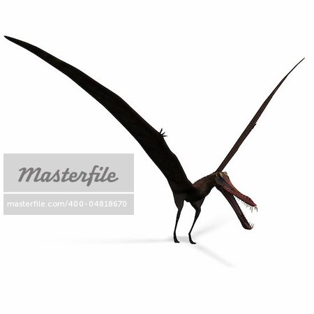 Dinosaur Anhanguera Pterosaur. 3D rendering with clipping path and shadow over white