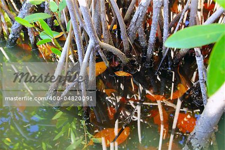mangrove swamp tropical water detail  in sian kaan