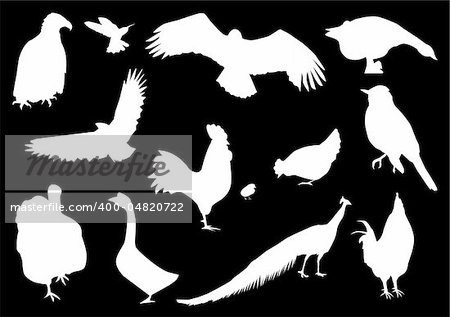 vector illustration of silhouettes of birds