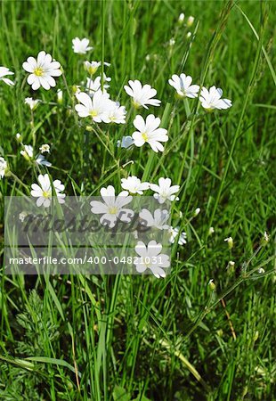 White daisies to the  fresher green grass