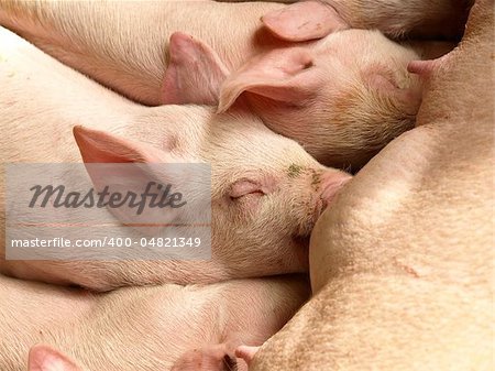Little piglets suckling their mother
