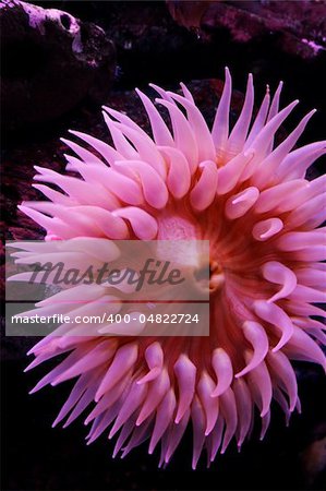 An underwater view of a Sea Anemone