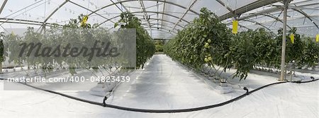 Hydroponic cultivation of tomatoes in greenhouse