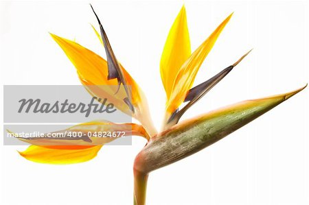 yellow Strelitzia flower isolated on white background