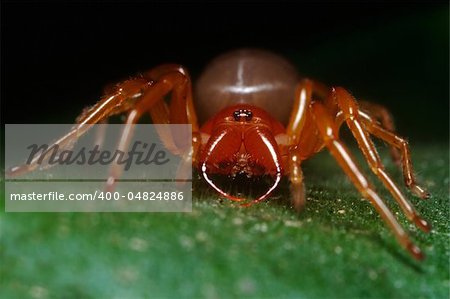 portrait of the dysdera spider on the leaf
