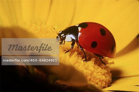 portrait of ladybug on the yellow corolla