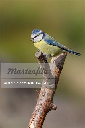 Blue Tit (Parus caeruleus) perched on a branch
