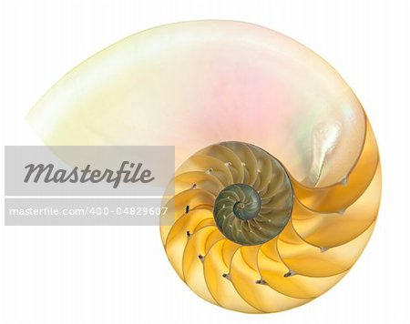 Detailed photo of a halved backlit  shell of a chambered nautilus (Nautilus pompilius) isolated on white