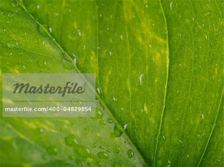 Texture of a wet green leaf as background