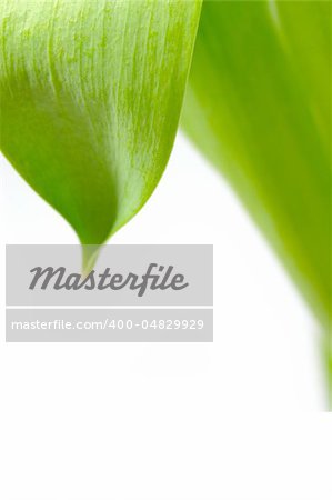 Green leaf floral background over white