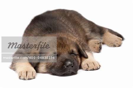 little sheepdogs puppy isolated on white background