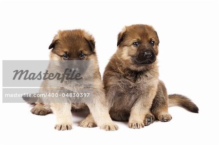 Germany sheep-dogs puppys isolated on white background