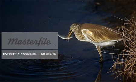 heron fishing on the lake surface in the national park