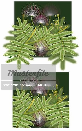 A beautiful exotic image of Mimosa silk tree blossoms in the stages of blooming. Flowers come in white, pink and yellow.  Normally growing in warm climates.   This extra version is enhanced with image editing software.     JPG graphic. Scalability is limited.