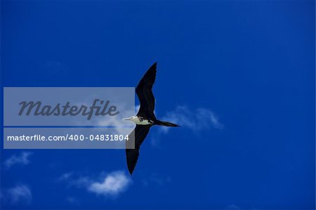 Female fregatebird flying over deep blue sky