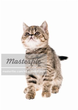 Striped fluffy kitten isolated on white background