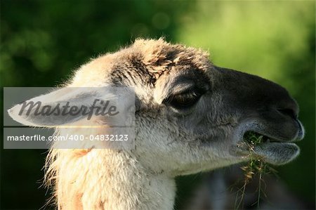 Lama - Vancouver Zoo in BC, Canada