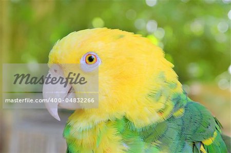 Amazon Parrot Yellow headed Oratrix Central America