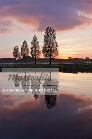 Leafless tree near lake on sunset background sky