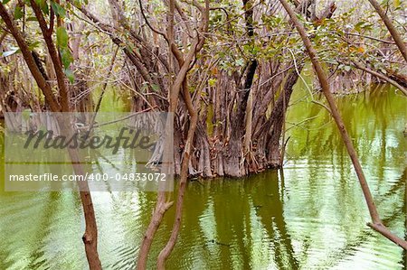 aguada cenote in mexico Mayan Riviera rainforest jungle