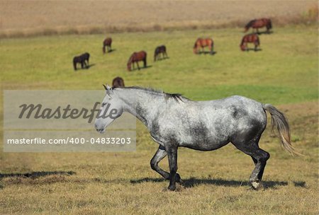 A Lippizan horse in front of a herd of horses in a field.