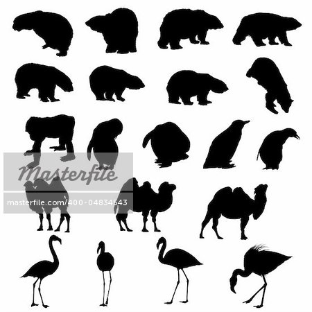 Set of bears, ape, penguins, camels and flamingos  silhouettes. Vector illustration.
