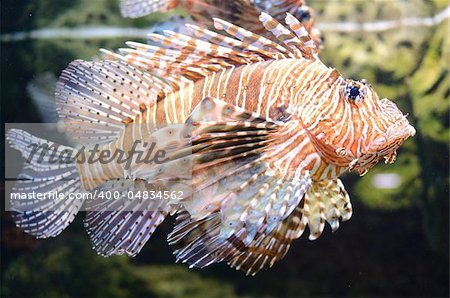 A lion fish swimming along.