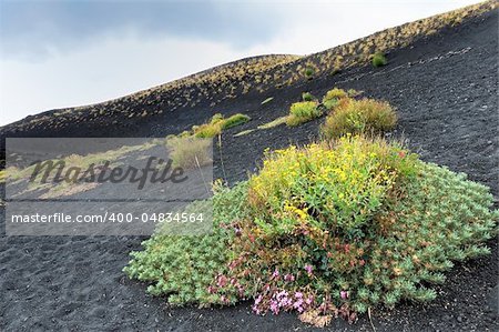 Blooming flowers at the foot of Mount Etna