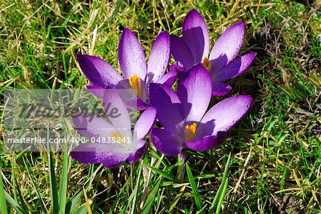 Crocus flowers in the grass with shallow DOF