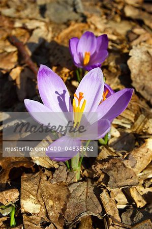 Beautiful pink saffron spring flower amid dried leaves
