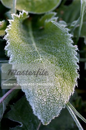 Macro view of frozen grass in the november morning.