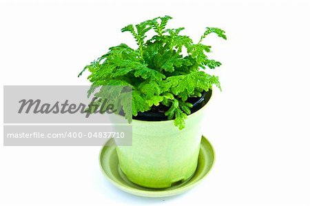 Young plant on the white backgrounds