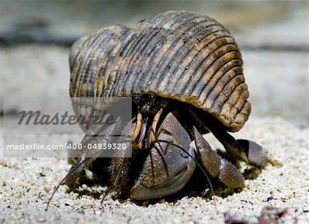 Hermit crab in its conch on the sand