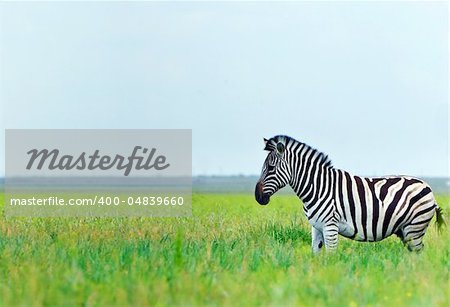 Zebra in the fresh green spring steppe