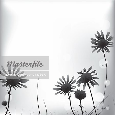 Floral background camomile flower. Vector illustration.