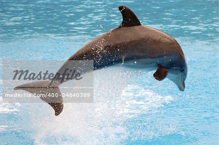 Happy dolphin is jumping out of the water