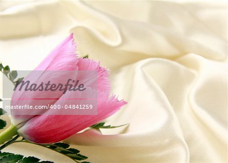 pink purple tulip on a silk background
