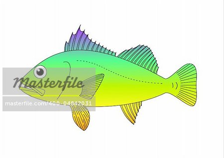 Illustration of a colourful fish on a white background