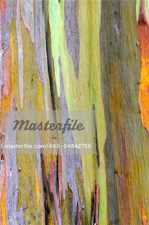 the aged bark of a rainbow eucalyptus tree creates a splendid background abstract