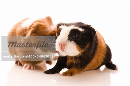 baby guinea pigs
