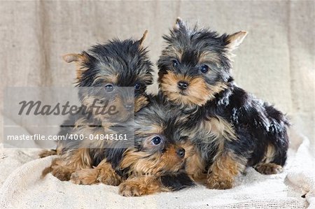 Three small Yorkshire Terrier puppy