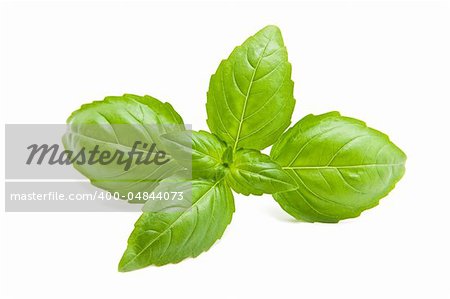 Fresh basil isolated on the white