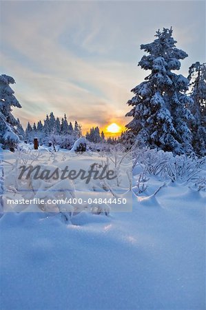 winter forest in Harz mountains, Germany at sunset