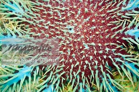 Close up photo of Crown of thorn underwater. Philippines