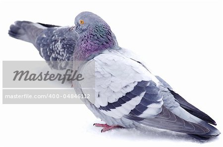 pigeons isolated on white background