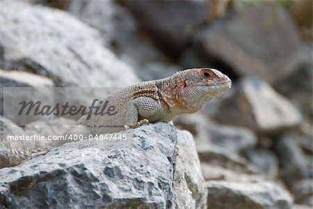 Iguana on a stone ready for attack