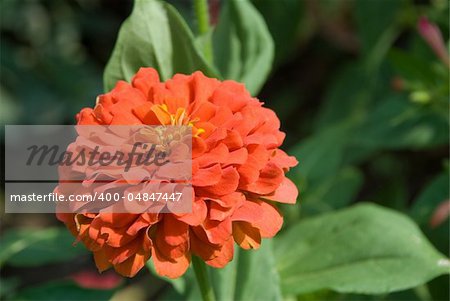 Red flower in bloom in the middle of the summer