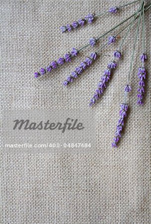 Bunch of lilac lavender flowers on sackcloth background