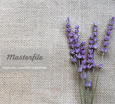 Bunch of lilac lavender flowers on sackcloth background