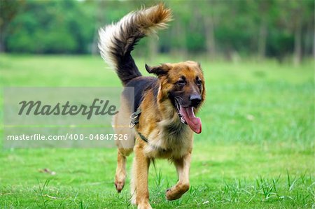 German Shepard running on the lawn